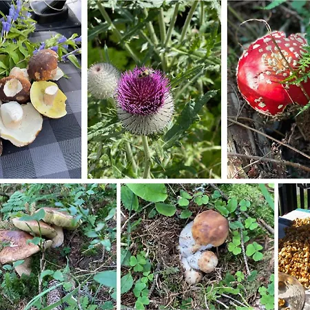 Casa de Férias Idyllische Almhuette Am Gaberl *